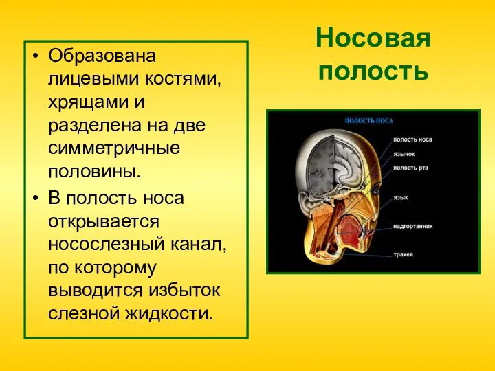 Носовая полость Образована лицевыми костями, хрящами и разделена на две симметричные