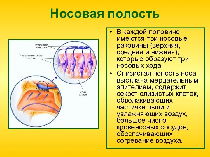 Носовая полость В каждой половине имеются три носовые раковины (верхняя, средняя