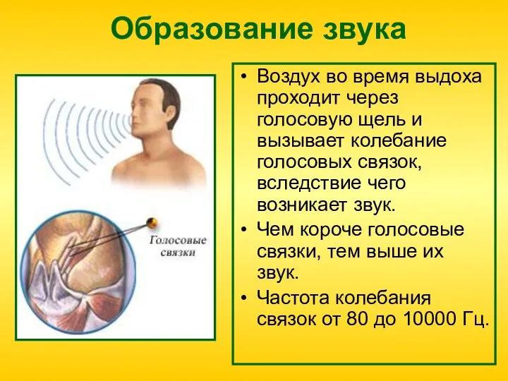 Образование звука Воздух во время выдоха проходит через голосовую щель и