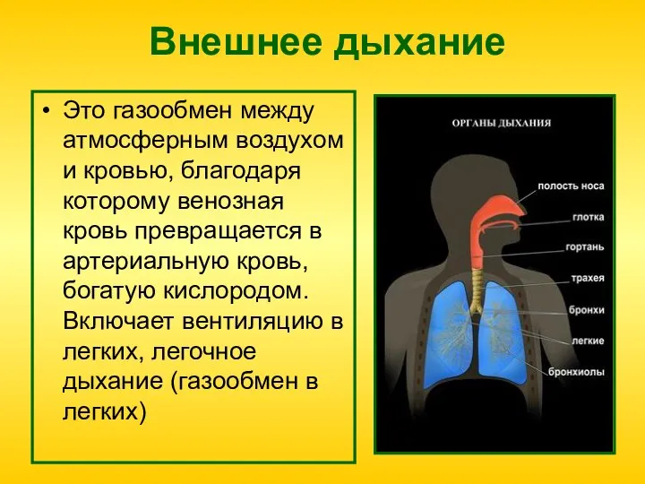 Внешнее дыхание Это газообмен между атмосферным воздухом и кровью, благодаря которому