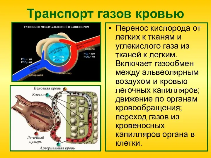 Транспорт газов кровью Перенос кислорода от легких к тканям и углекислого