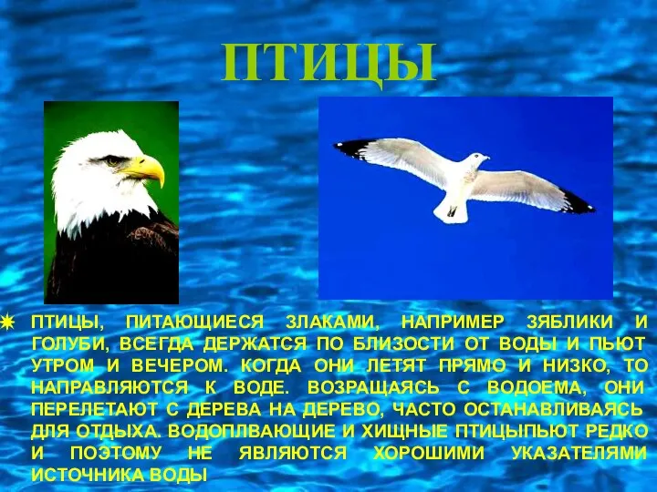 ПТИЦЫ ПТИЦЫ, ПИТАЮЩИЕСЯ ЗЛАКАМИ, НАПРИМЕР ЗЯБЛИКИ И ГОЛУБИ, ВСЕГДА ДЕРЖАТСЯ ПО