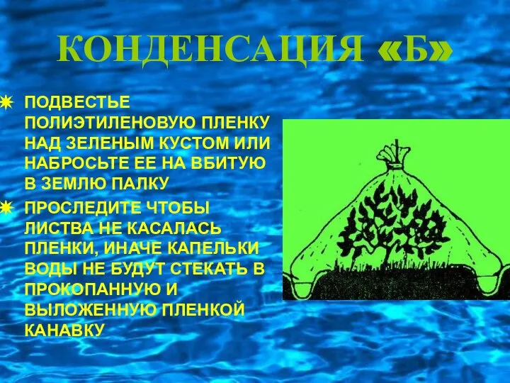 КОНДЕНСАЦИЯ «Б» ПОДВЕСТЬЕ ПОЛИЭТИЛЕНОВУЮ ПЛЕНКУ НАД ЗЕЛЕНЫМ КУСТОМ ИЛИ НАБРОСЬТЕ ЕЕ