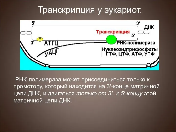 РНК-полимераза может присоединиться только к промотору, который находится на 3'-конце матричной