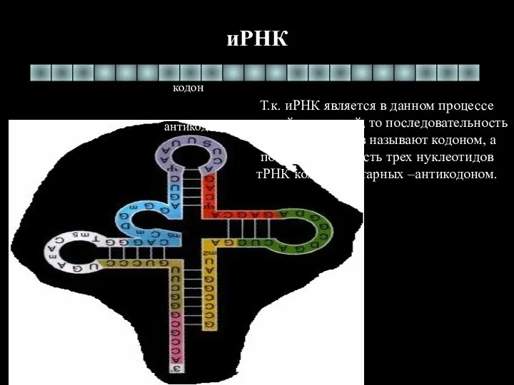 иРНК тРНК антикодон кодон Т.к. иРНК является в данном процессе главной