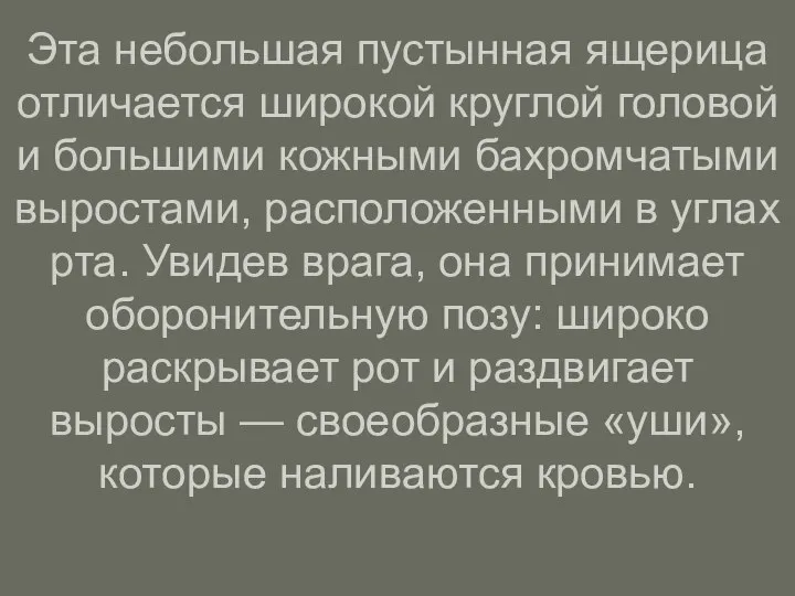 Эта небольшая пустынная ящерица отличается широкой круглой головой и большими кожными