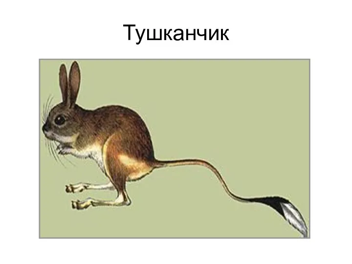 Тушканчик