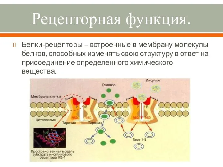 Рецепторная функция. Белки-рецепторы – встроенные в мембрану молекулы белков, способных изменять