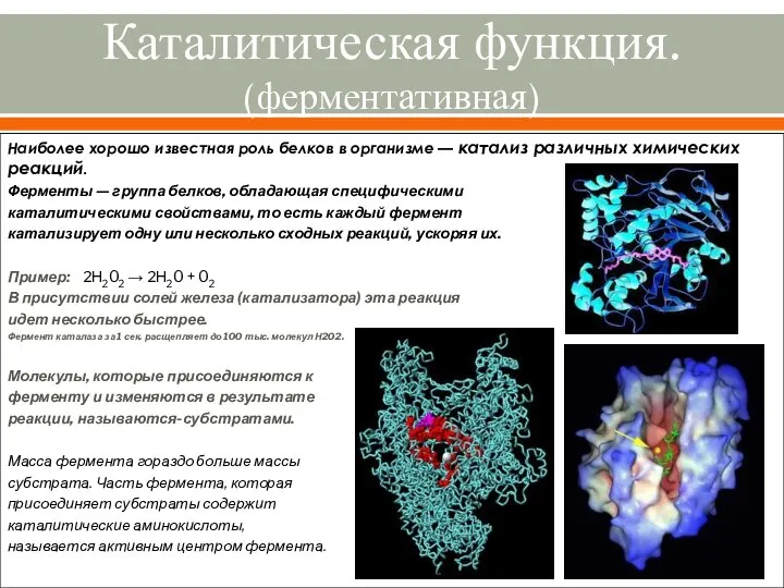 Каталитическая функция. (ферментативная) Наиболее хорошо известная роль белков в организме —