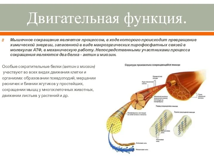 Двигательная функция. Мышечное сокращение является процессом, в ходе которого происходит превращение