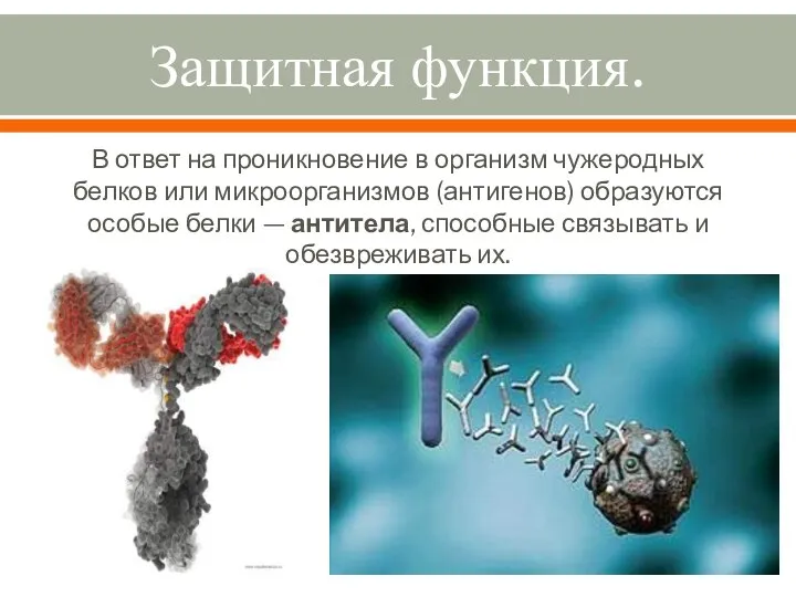 Защитная функция. В ответ на проникновение в организм чужеродных белков или