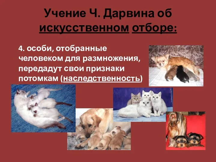 Учение Ч. Дарвина об искусственном отборе: 4. особи, отобранные человеком для