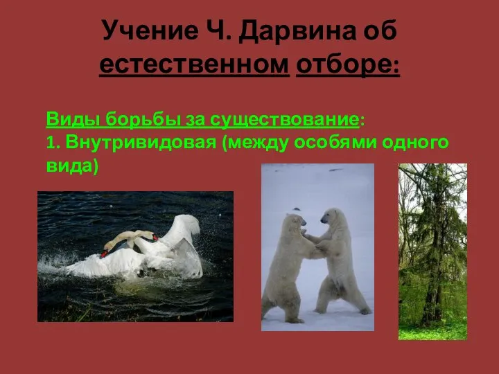 Учение Ч. Дарвина об естественном отборе: Виды борьбы за существование: 1. Внутривидовая (между особями одного вида)