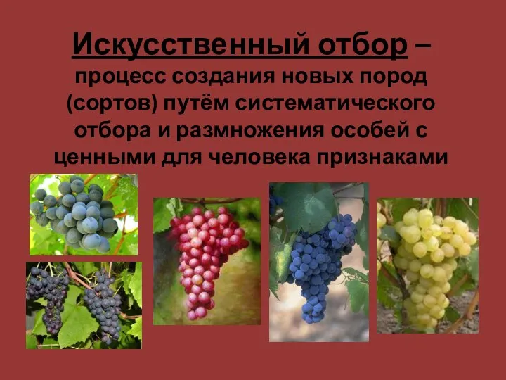 Искусственный отбор – процесс создания новых пород (сортов) путём систематического отбора