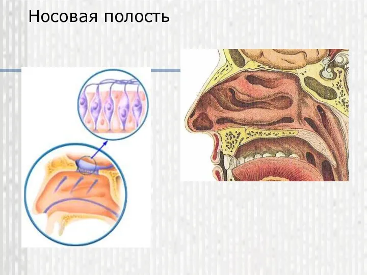 Носовая полость