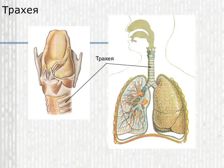 Трахея Трахея