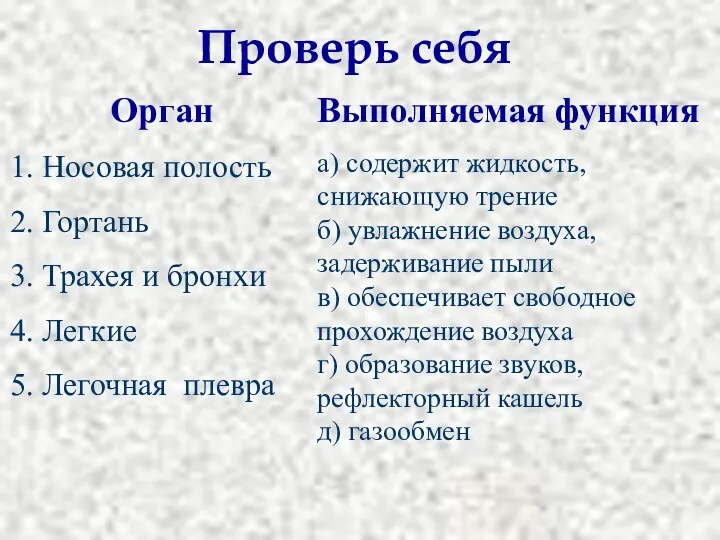 Орган 1. Носовая полость 2. Гортань 3. Трахея и бронхи 4.