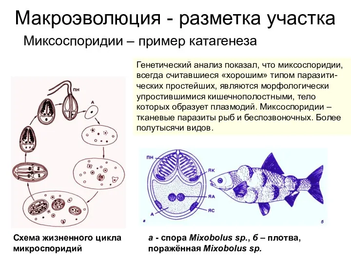 Макроэволюция - разметка участка Миксоспоридии – пример катагенеза Генетический анализ показал,