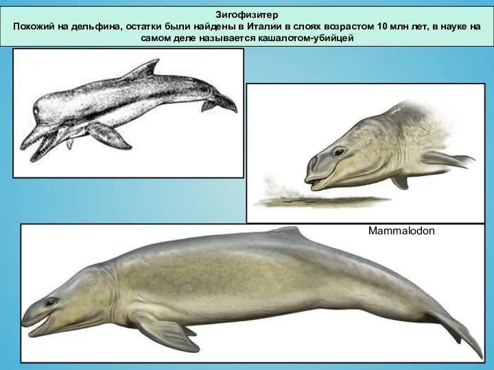 Зигофизитер Похожий на дельфина, остатки были найдены в Италии в слоях