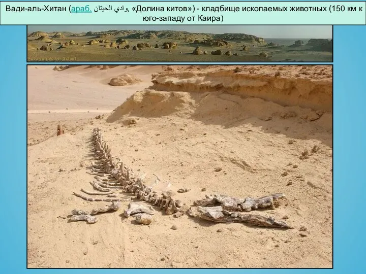 Вади-аль-Хитан (араб. وادي الحيتان‎‎, «Долина китов») - кладбище ископаемых животных (150 км к юго-западу от Каира)