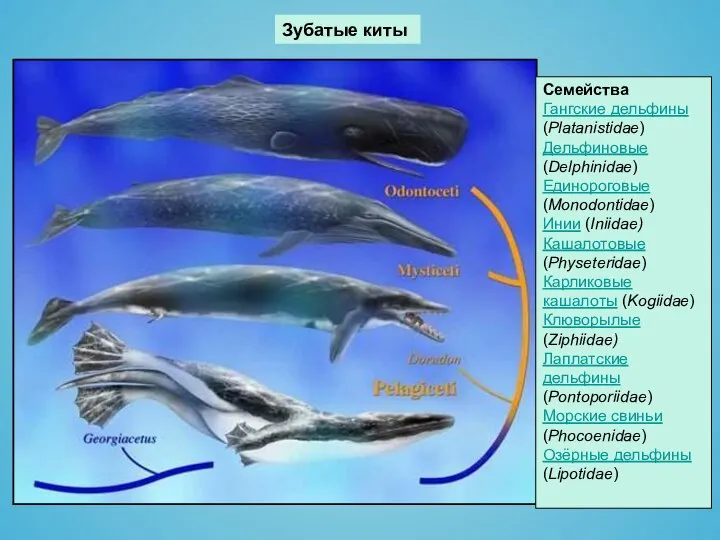 Зубатые киты Семейства Гангские дельфины (Platanistidae) Дельфиновые (Delphinidae) Единороговые (Monodontidae) Инии