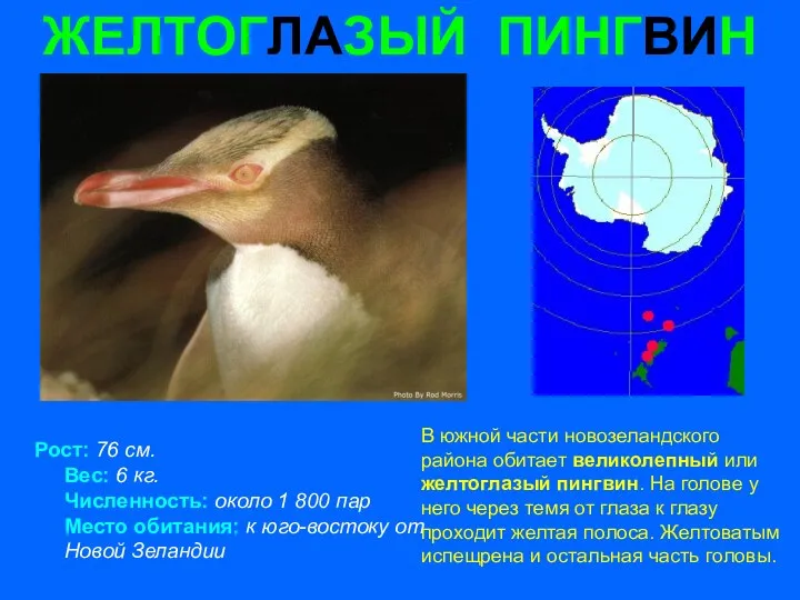 ЖЕЛТОГЛАЗЫЙ ПИНГВИН Рост: 76 см. Вес: 6 кг. Численность: около 1