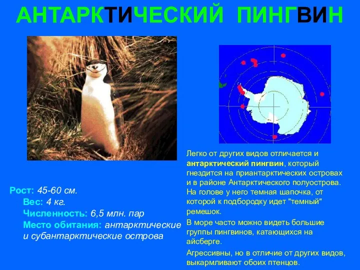 АНТАРКТИЧЕСКИЙ ПИНГВИН Рост: 45-60 см. Вес: 4 кг. Численность: 6,5 млн.