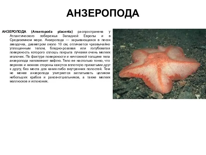 АНЗЕРОПОДА АНЗЕРОПОДА (Anseropoda placenta) распространена у Атлантического побережья Западной Европы и