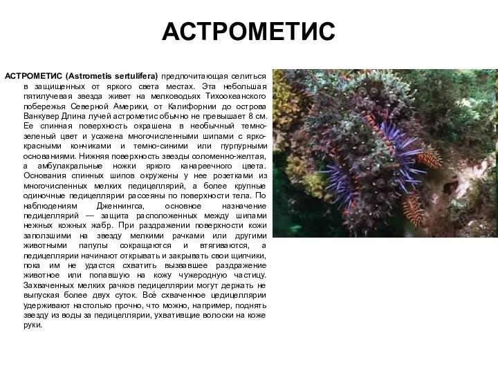 АСТРОМЕТИС АСТРОМЕТИС (Astrometis sertulifera) предпочитающая селиться в защищенных от яркого света