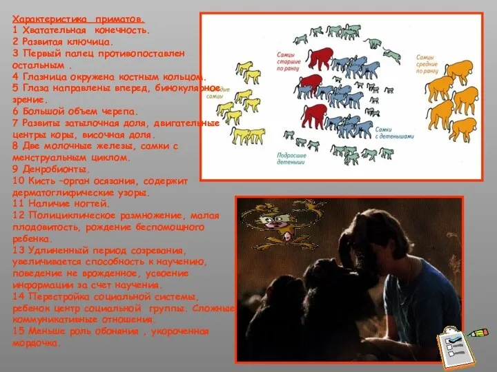 Характеристика приматов. 1 Хватательная конечность. 2 Развитая ключица. 3 Первый палец