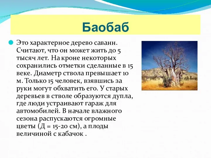 Баобаб Это характерное дерево саванн. Считают, что он может жить до