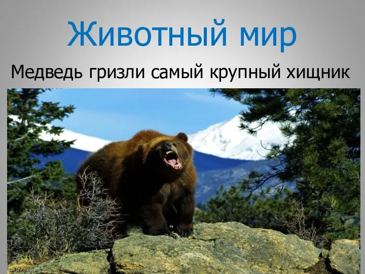 Животный мир Медведь гризли самый крупный хищник