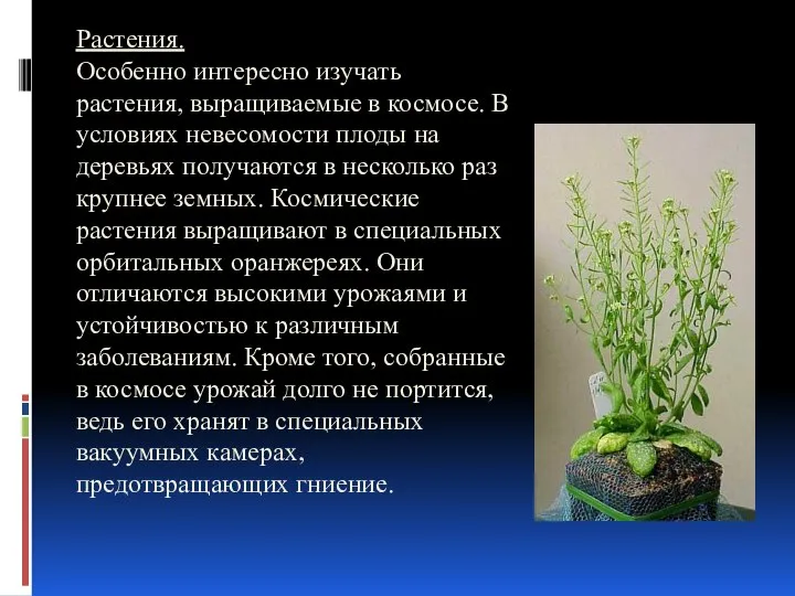Растения. Особенно интересно изучать растения, выращиваемые в космосе. В условиях невесомости