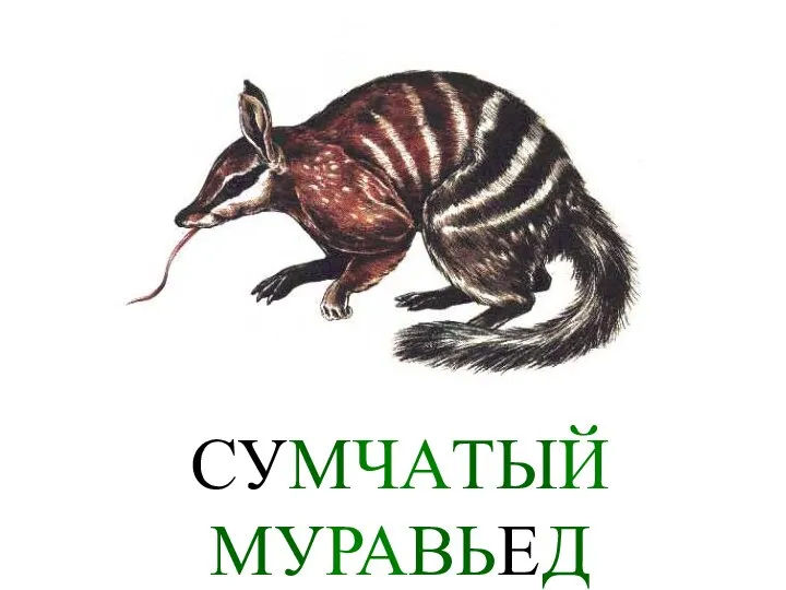 СУМЧАТЫЙ МУРАВЬЕД