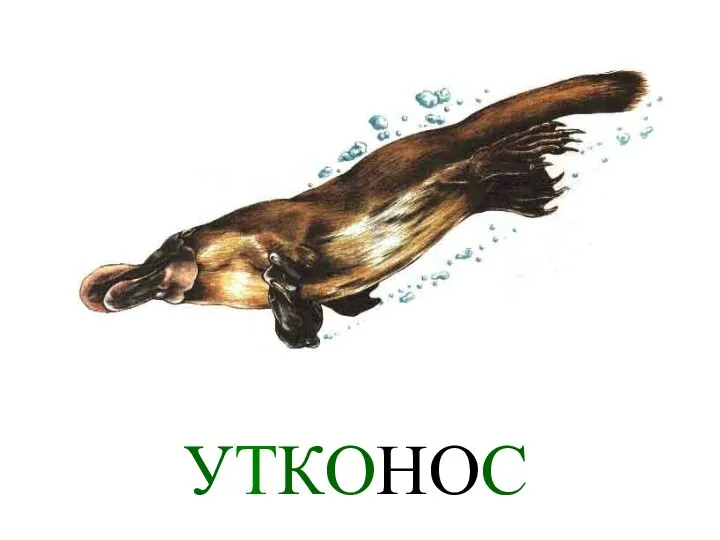 УТКОНОС