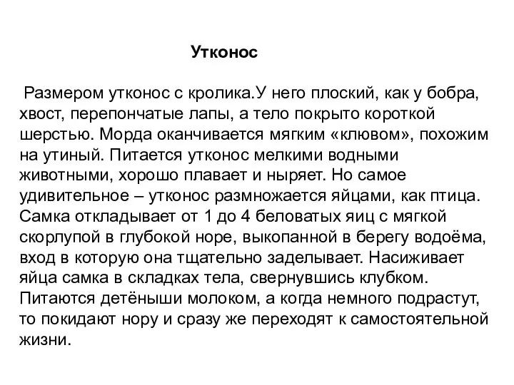 Утконос Размером утконос с кролика.У него плоский, как у бобра, хвост,