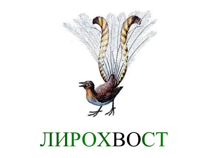 ЛИРОХВОСТ