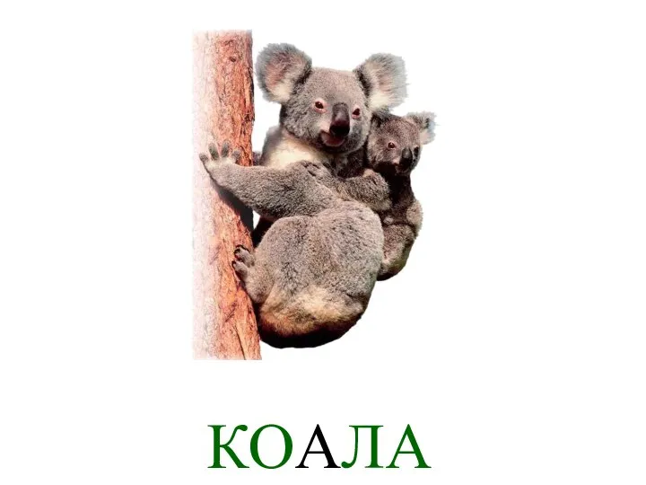 КОАЛА