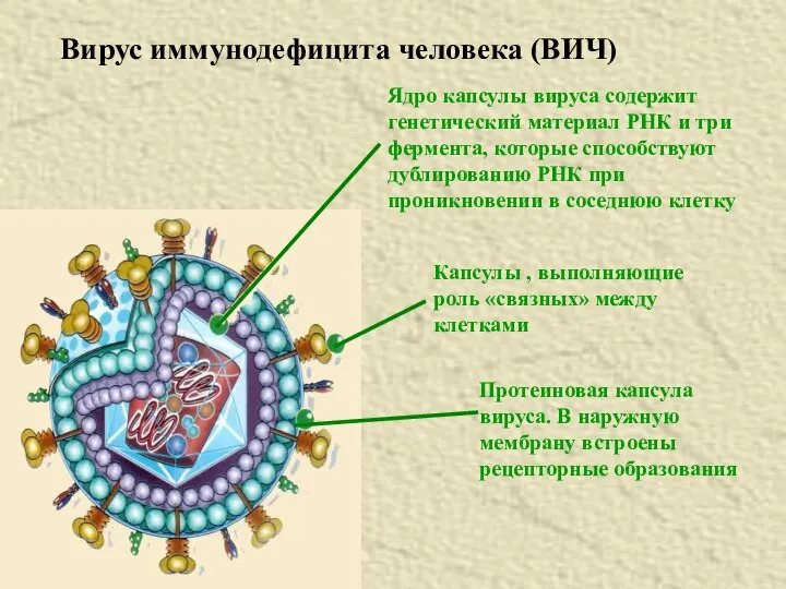 Вирус иммунодефицита человека (ВИЧ) Ядро капсулы вируса содержит генетический материал РНК