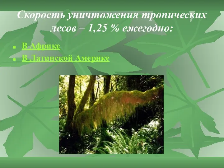 Скорость уничтожения тропических лесов – 1,25 % ежегодно: В Африке В Латинской Америке