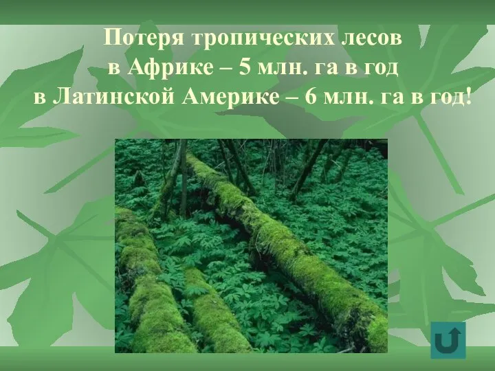 Потеря тропических лесов в Африке – 5 млн. га в год