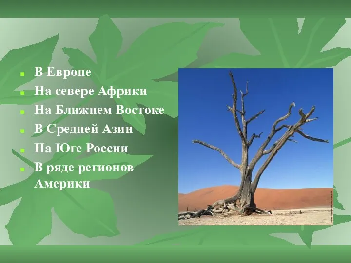 В Европе На севере Африки На Ближнем Востоке В Средней Азии