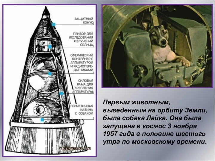 Первым животным, выведенным на орбиту Земли, была собака Лайка. Она была