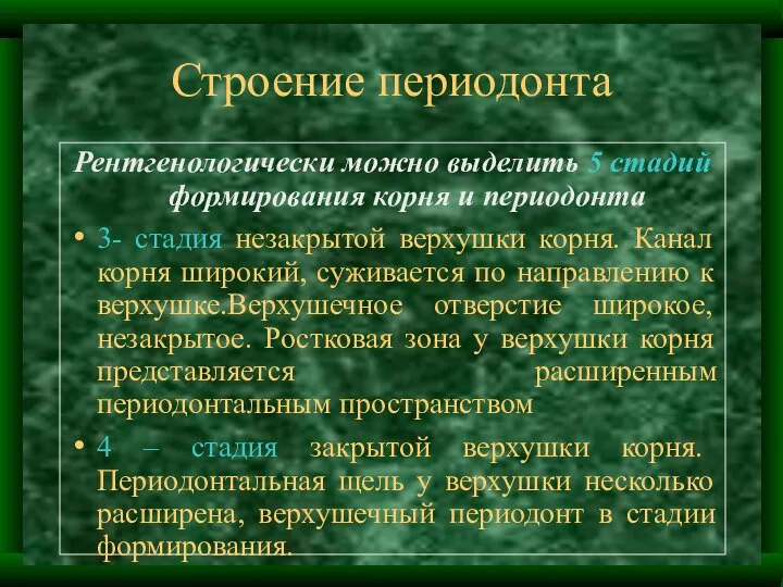 Строение периодонта Рентгенологически можно выделить 5 стадий формирования корня и периодонта