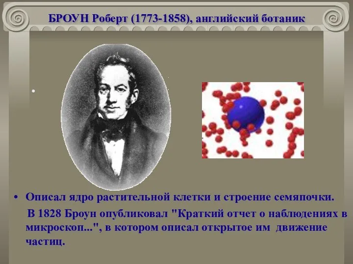 БРОУН Роберт (1773-1858), английский ботаник Описал ядро растительной клетки и строение