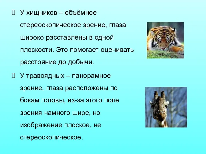 У хищников – объёмное стереоскопическое зрение, глаза широко расставлены в одной