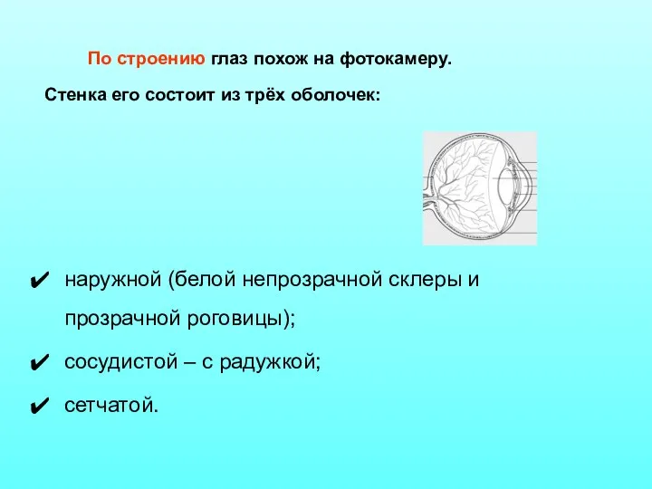 По строению глаз похож на фотокамеру. Стенка его состоит из трёх