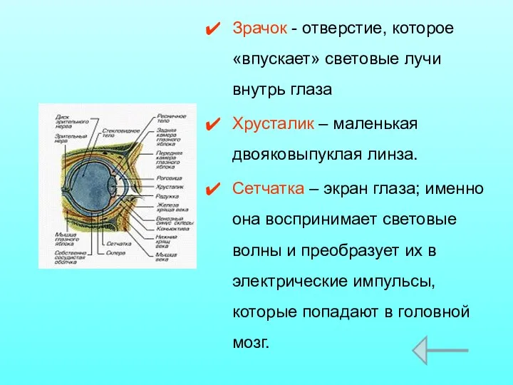 Зрачок - отверстие, которое «впускает» световые лучи внутрь глаза Хрусталик –