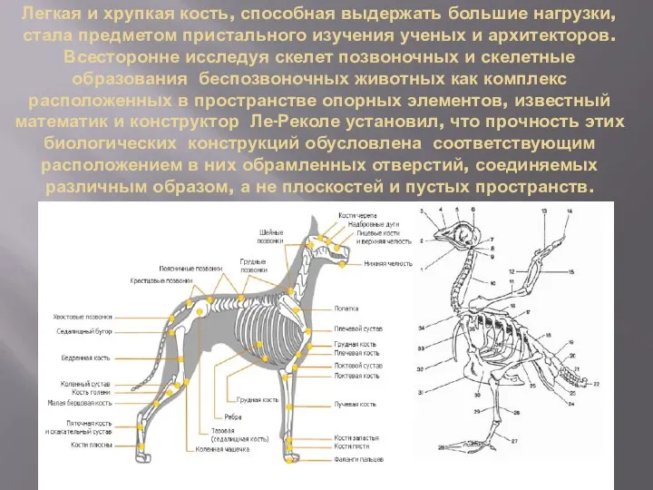 Легкая и хрупкая кость, способная выдержать большие нагрузки, стала предметом пристального