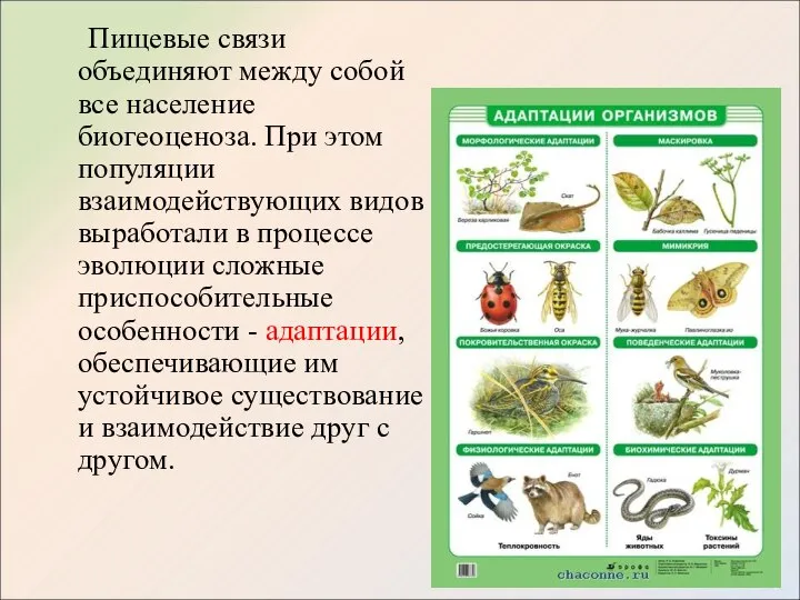 Пищевые связи объединяют между собой все население биогеоценоза. При этом популяции